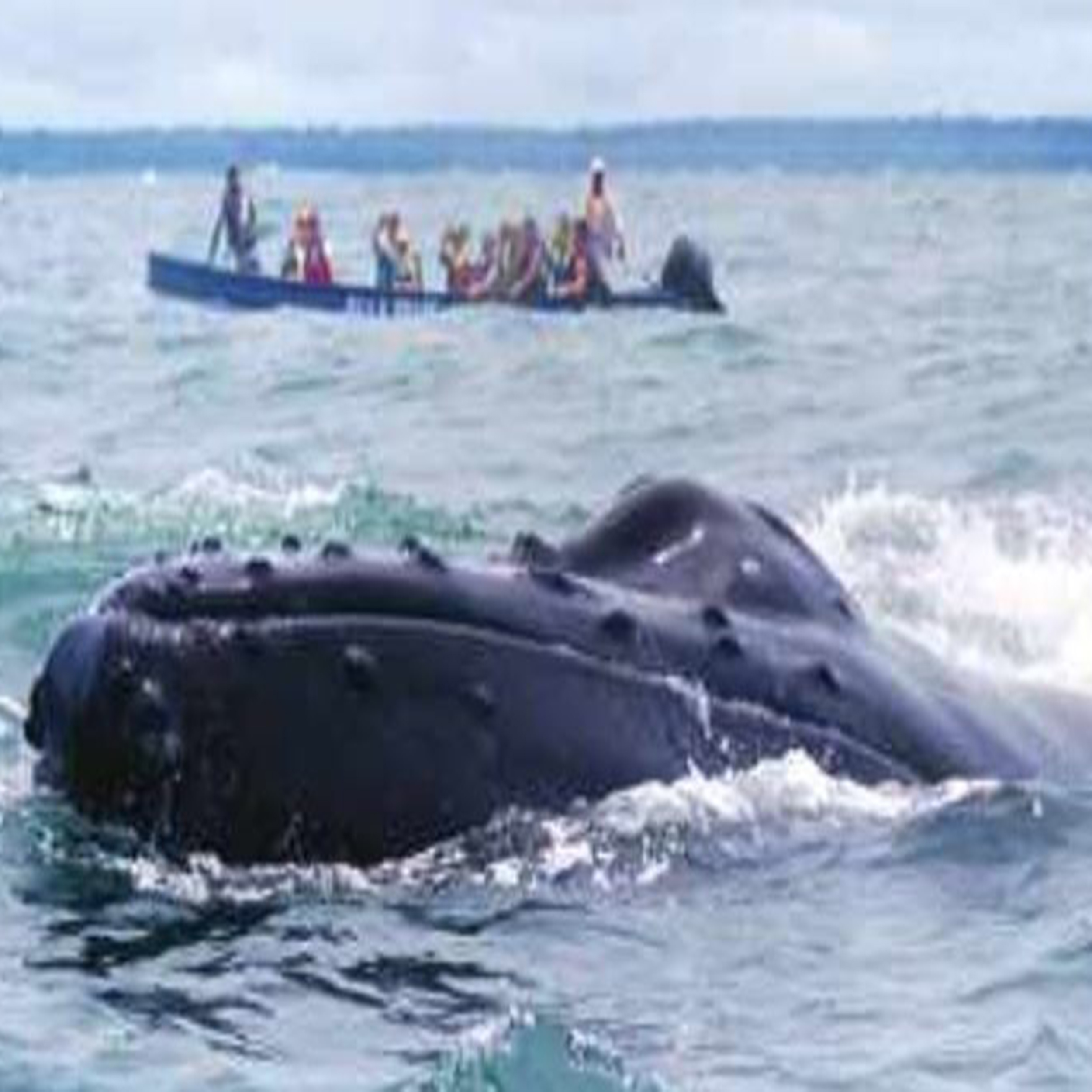 Pacífico Colombiano ballenas jorobadas