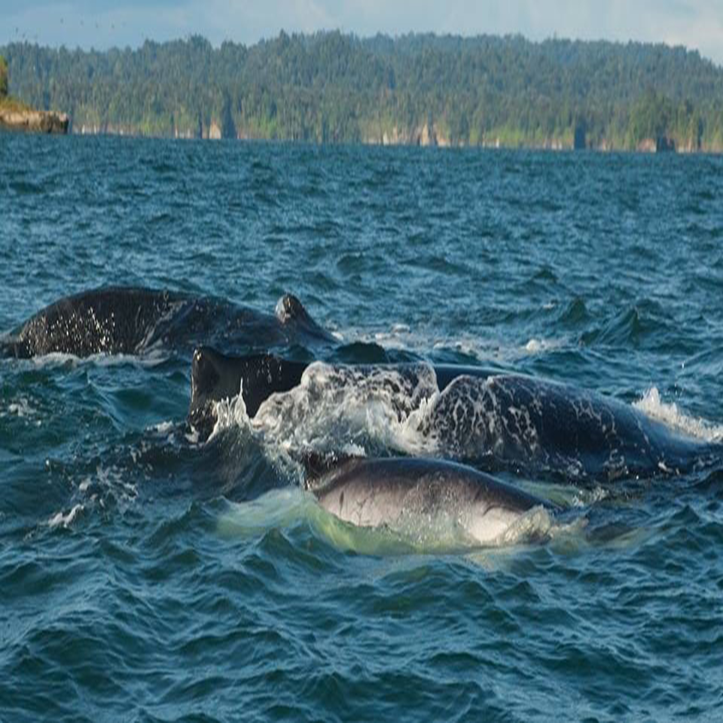 ballenas jorobadas pacífico colombiano